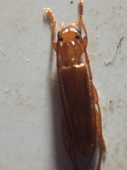 Astetholea pauper