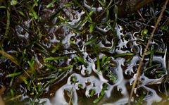 Lilaeopsis chinensis