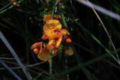 Pultenaea microphylla