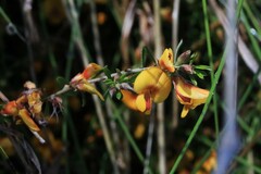 Pultenaea microphylla