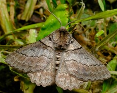 Hypobapta tachyhalotaria