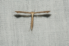 Stenoptilodes taprobanes