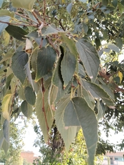 Celtis australis