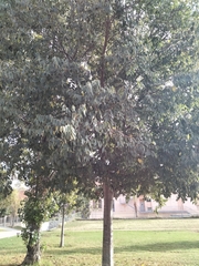 Celtis australis