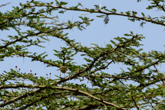 Vachellia tortilis