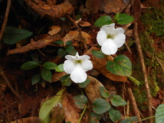 Torenia