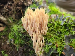Ramaria stricta