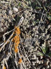 Teloschistes velifer