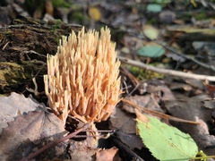 Ramaria stricta