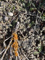 Teloschistes velifer