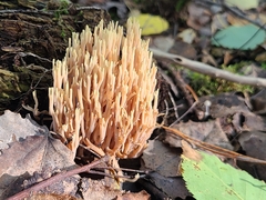 Ramaria stricta