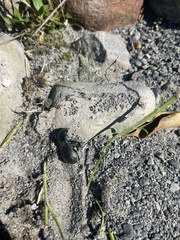 Megadromus antarcticus