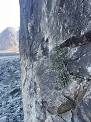 Helichrysum intermedium