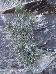 Helichrysum intermedium