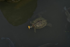 Graptemys ouachitensis