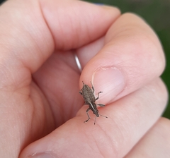 Charagmus gressorius