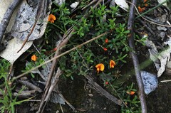 Pultenaea microphylla