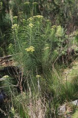 Cassinia leptocephala