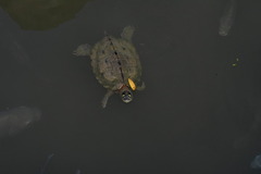 Graptemys ouachitensis