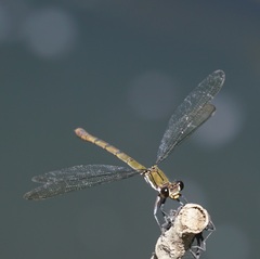 Diphlebia euphoeoides