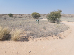 Aristida adscensionis