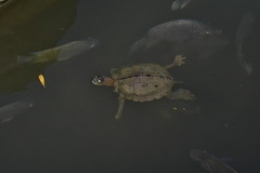 Graptemys ouachitensis