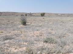 Enneapogon cenchroides