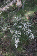 Olearia viscidula