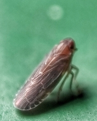 Achilidae
