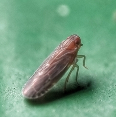 Achilidae