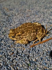 Bufotes viridis balearicus