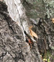 Dolichomitus imperator