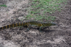 Varanus niloticus