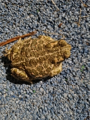 Bufotes viridis balearicus
