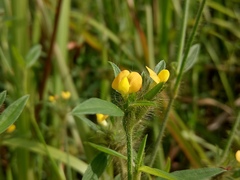Stylosanthes