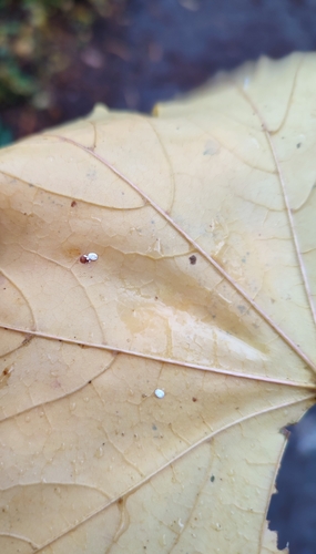 Aleurochiton aceris