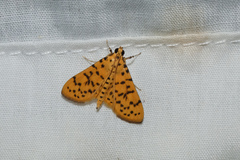 Conogethes punctiferalis