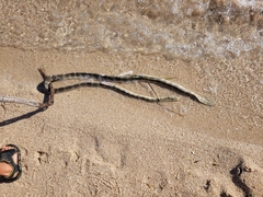 Hydrophis elegans