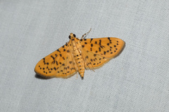 Conogethes punctiferalis