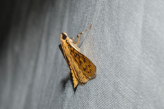 Conogethes punctiferalis