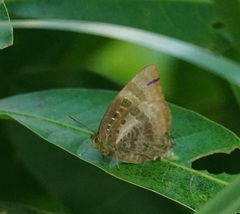 Arhopala micale