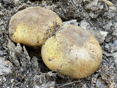 Cortinarius ponderosus