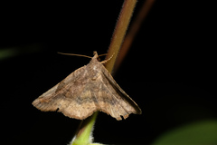 Throana pectinifer