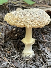 Amanita augusta