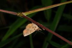 Throana pectinifer