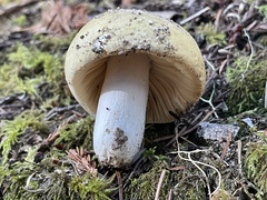 Russula fragrantissima