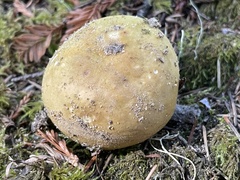 Russula fragrantissima