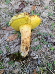 Xerocomus chrysonemus