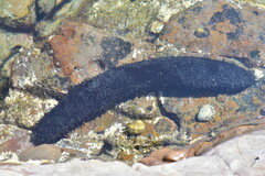 Holothuria