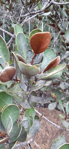 Lauraceae observed 2022-10-20